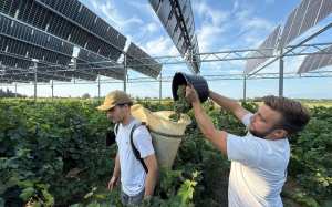 Planète (France/Europe) - À l’ombre des panneaux photovoltaïques, une «récolte exceptionnelle» pour des vignes des Pyrénées-Orientales