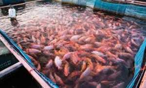 شرع في تسويقه نحو بسكرة .....إنتاج وفير من سمك البلطي بسعيدة