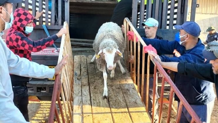 ميناء مستغانم : استقبال 6750 أضحية قادمة من ميناء قرطاجنة الإسباني