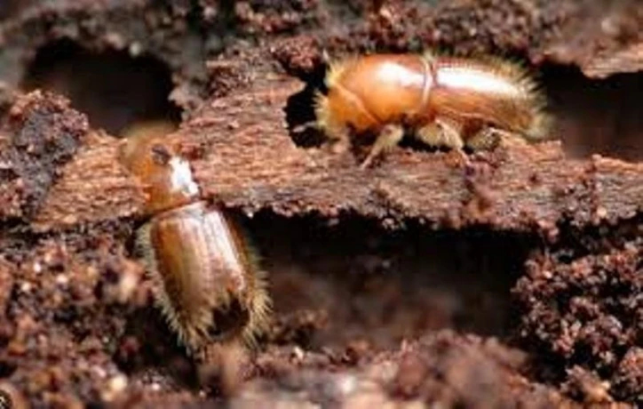 في خطوة لحماية الثروة الغابية بالأغواط ..إزالة الحطب الميت المصاب بـ 