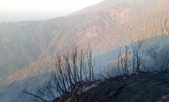 La majorité des feux de forêt déclarés récemment dans plusieurs wilayas du pays maîtrisés