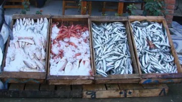 الأسماك تعود بقوّة إلى الموائد الجزائرية