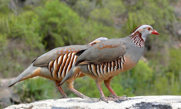 غليزان: إطلاق 300 طائر بري من نوع 