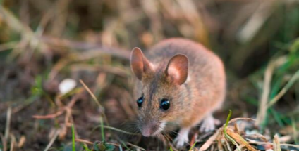 Campagne de lutte contre  la prolifération des rats des champs