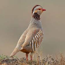 Algérie (Relizane) -  Lâcher de 300 perdrix locales dans les forêts de la wilaya