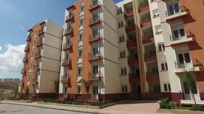 وهران: برنامج طموح لتوسيع مساحات غرس الزيتون