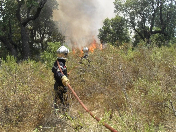 الحماية المدنية: إخماد معظم حرائق الغابات عبر عدة ولايات من الوطن
