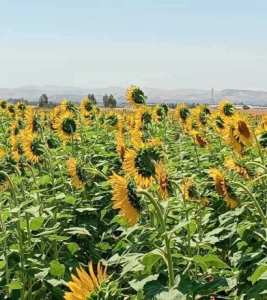 غليزان: نجاح ثاني تجربة لزراعة دوار الشمس