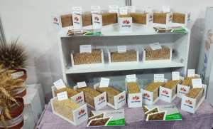 سطيف: افتتاح الصالون الدولي للفلاحة والإنتاج النباتي بمشاركة 49 عارضا