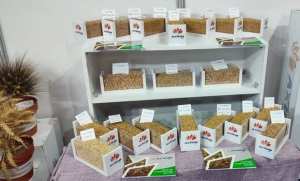 Sétif: ouverture du Salon international de l'agriculture et de la production végétale