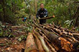 Planète (Europe) - Incendies: pourquoi l’eucalyptus est au centre des tensions en Espagne