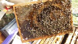 Algérie (Timizart/Tizi Ouzou)  - Aït Moussa: La fête de la ruche et de ses produits célébrée ce vendredi passé