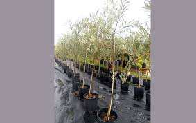 Algérie (Béjaia) - Direction des  services agricoles (DSA): Plantation de 100.000 plants d’oliviers en octobre