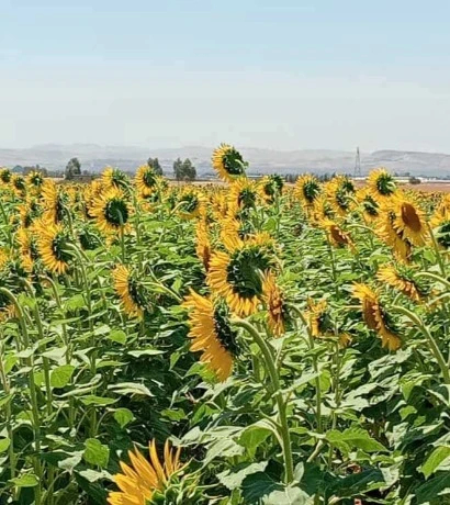 غليزان: نجاح ثاني تجربة لزراعة دوار الشمس