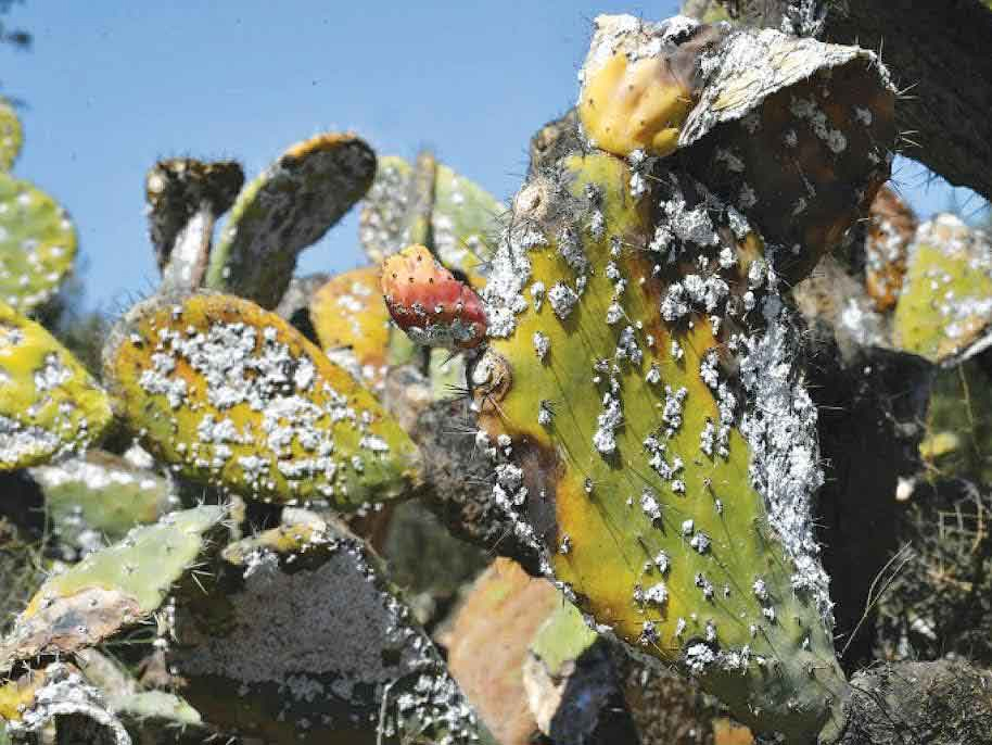 Algérie (Mostaganem)  -  Les figuiers de barbarie ravagés par un parasite