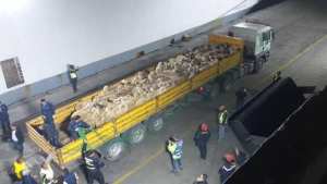 ميناء الجزائر: وصول سفينة ثانية محمّلة بـ 11 ألف رأس غنم من رومانيا