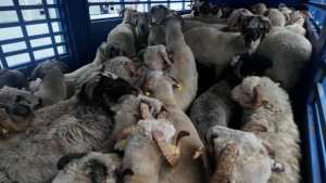 اقتراح اعتماد الدفع الالكتروني ضمن طرق الدفع المقترحة لشراء الاضاحي المستوردة