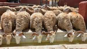 فتح التسجيلات للمواطنين بالبلديات لإقتناء الأضاحي المستوردة