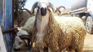 المواشي المُستوردة تشرع في خفض أسعار الأضاحي في أسواق الجزائر