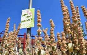 Planète - Pesticides: L’UE continue d’exporter des milliers de tonnes de produits interdits sur son propre sol