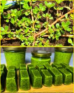 Que se passe-t-il dans votre corps si vous consommez de la pourpier (Portulaca oleracea) chaque jour '