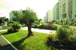 Algérie (Mostaganem) -  Quartiers verts, un concours pour embellir la ville