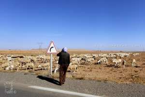 Redjem Demouche : Une Région Pastorale Typique des Hauts Plateaux Algériens