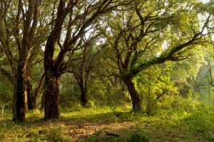 Algérie (Wilaya de Souk Ahras) - Richesses forestières: Plus de 3.200 quintaux de liège récoltés