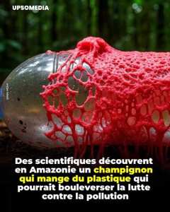 Le champignon Pestalotiopsis microspora