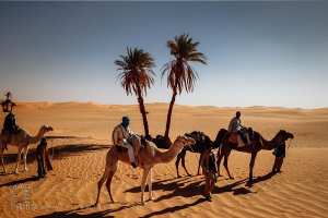 دور وفوائد مرشد الإبل (الراعي الجملي) في الصحراء الجزائرية