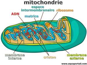 MITOCHONDRIE