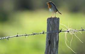 Planète (Europe) - Pesticides: Depuis l’interdiction des néonicotinoïdes, la population d’oiseaux s’est remplumée en France