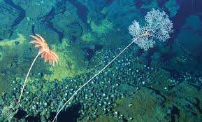 Planète - «L’exploitation des fonds marins menace des millions de kilomètres carrés»