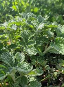 La plante de la marjolaine blanche (mériout) : un végétal traditionnel aux usages variés