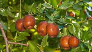 Algérie (Constantine) - Djenane Dardar: Plantation de deux jeunes plants de Jujubier  El Anab