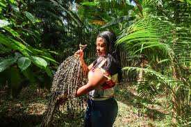 Planète (Brésil/Amérique du Sud) - Ils réparent l’Amazonie grâce à l’agroforesterie