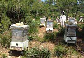 Algérie (Wilaya de Ghardaia) - Apiculture: La filière en plein essor face aux défis de modernisation
