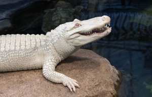 Planète (Etats-Unis/Amérique du Nord) - L’alligator albinos le plus célèbre du monde est mort à 30 ans, à San Francisco