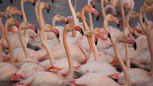 Planète (Europe) - La biodiversité continue de s’effondrer en France, mais les populations d'espèces protégées augmentent fortement, selon le WWF