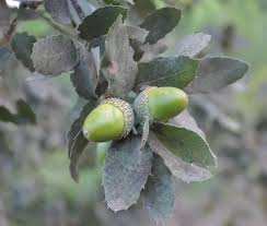 Algérie (Wilaya de Tizi Ouzou) -  65e anniversaire des évènements du 11 décembre 1960 et Journée internationale de la montagne:  Plus de 1.000 arbres plantés entre Chêne liège, Cèdre...