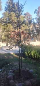 Algérie (Constantine) - Traitement d'un talus: Je lance un appel pour acquérir une douzaine de jeunes plants de Chêne vert