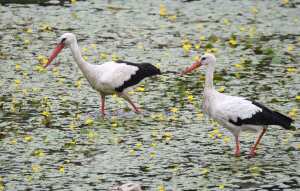 Planète (Europe) - Grippe aviaire: Hécatombe en Espagne, plusieurs centaines de cigognes retrouvées mortes près de Madrid