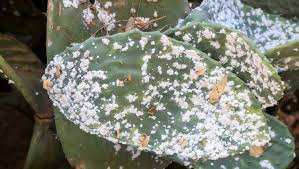 Algérie (Aïn El Kerma/Oran) -  Lancement d'une campagne de lutte contre la cochenille du cactus (Figuier de Barbarie)