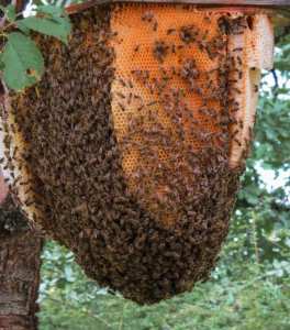 Algérie (Béjaïa) - Extraction et transformation de venin d’abeilles: Un potentiel scientifique et économique à exploiter