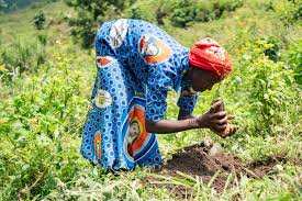 Planète (Afrique) - Au Congo, ils replantent des arbres pour sauver leur île