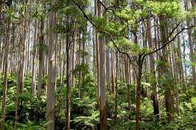 Planète (Océanie) - Réchauffement climatique: La mortalité des arbres s’accélère en Australie, selon une étude