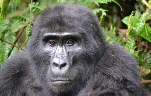 Planète (Afrique) - Congo: Des jumeaux gorilles de montagne naissent dans un parc national, un événement rare