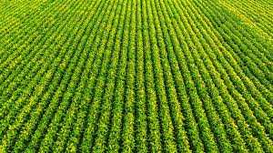 Planète (Amérique du Sud) - Brésil: deux géants internationaux du soja se retirent du moratoire pour la protection de l'Amazonie