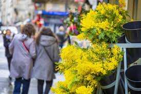 Planète (France/Europe) - Le mimosa, cette star des jardins qui cause des ravages
