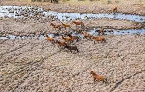 Planète (Australie/Océanie) - Après l’abattage aérien de milliers de chevaux sauvages, un parc australien retrouve peu à peu ses paysages